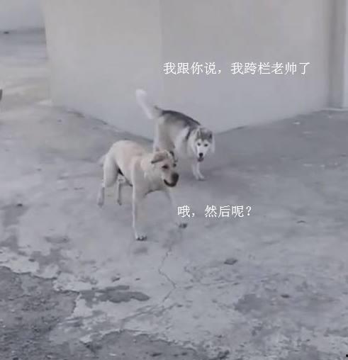 姿态爆料大狗视频,视频爆料背后的惊人真相